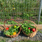 Reset, Rhythm & Restoration: An Immersive Ayurvedic Farm-to-Table Retreat